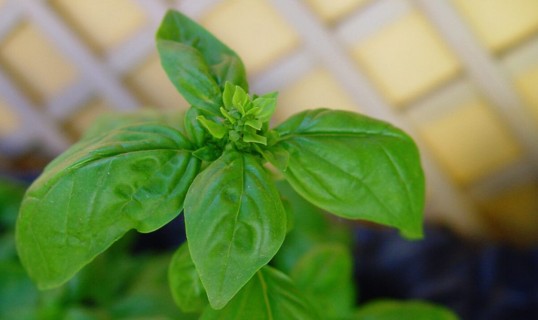La albahaca en la gastronomía Italiana